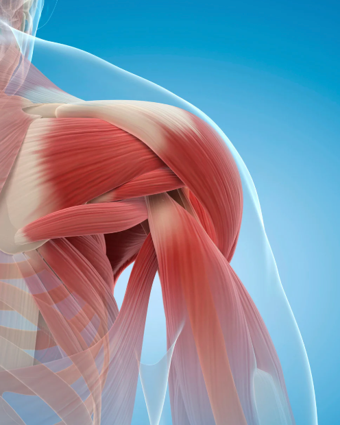 Anatomical illustration of shoulder muscles on a blue background